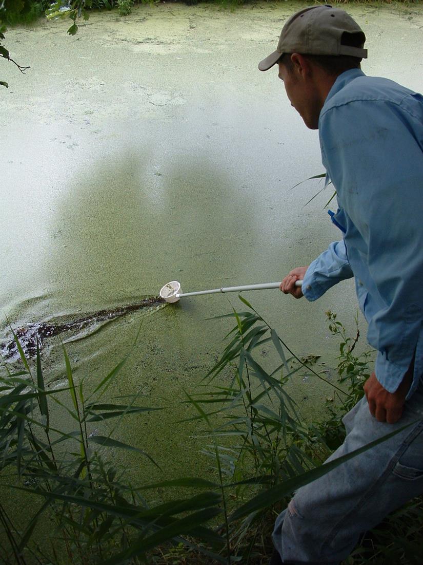 Sampling water for mosquito larvae